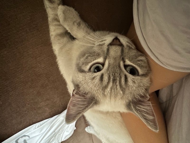American Shorthair, Kedi  Seba fotoğrafı