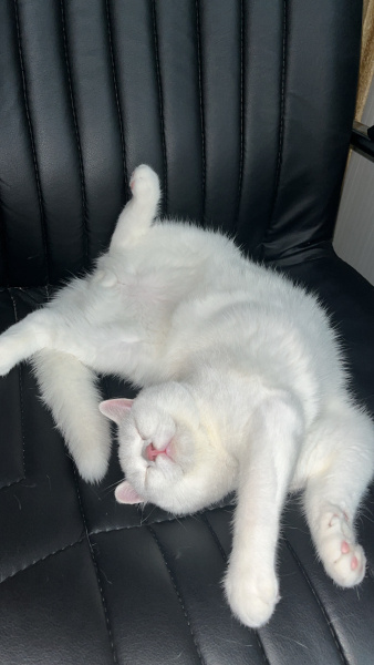 British Longhair, Kedi  Casper fotoğrafı