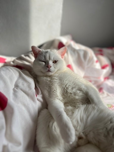 British Longhair, Kedi  Casper fotoğrafı