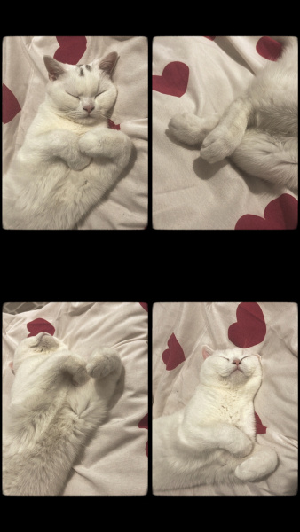 British Longhair, Kedi  Casper fotoğrafı