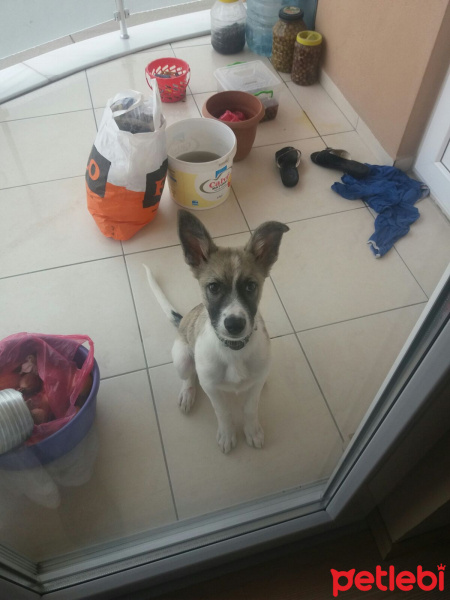 Sokö (Sokak Köpeği), Köpek  Rüzgar fotoğrafı