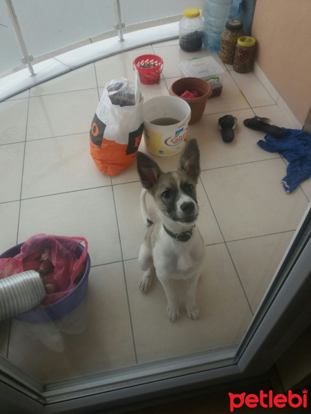 Sokö (Sokak Köpeği), Köpek  Rüzgar fotoğrafı