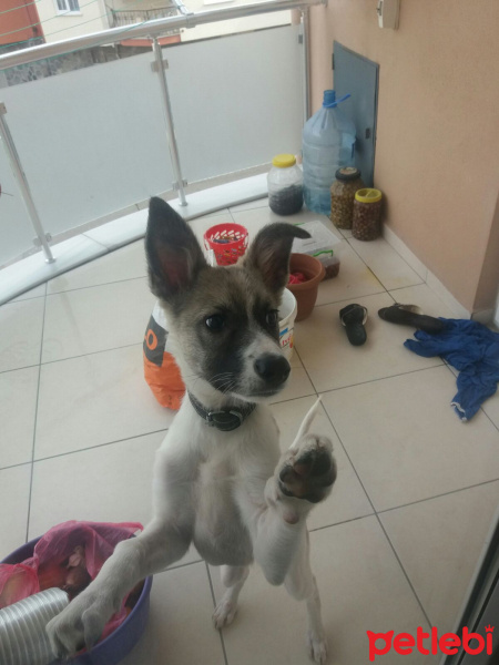 Sokö (Sokak Köpeği), Köpek  Rüzgar fotoğrafı