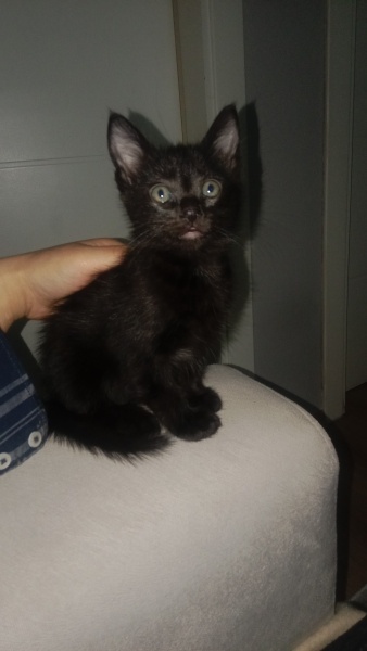 Tekir Kedi, Kedi  Maysa fotoğrafı