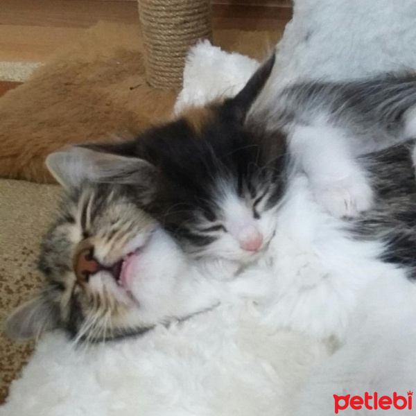 Norwegian Forest, Kedi  Minik fotoğrafı
