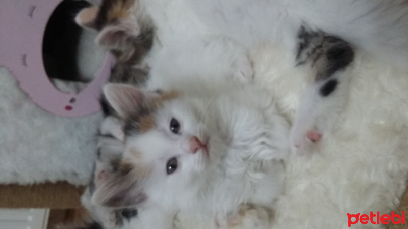 Norwegian Forest, Kedi  Minik fotoğrafı