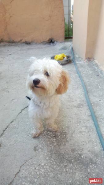 Maltese, Köpek  LİNA fotoğrafı