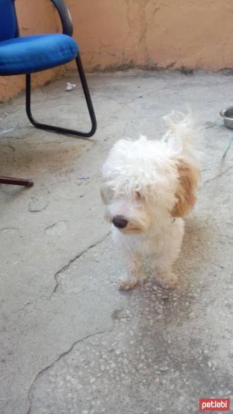 Maltese, Köpek  LİNA fotoğrafı