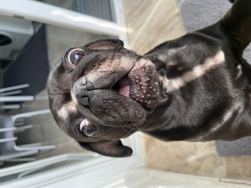Pug, Köpek  Darcy fotoğrafı