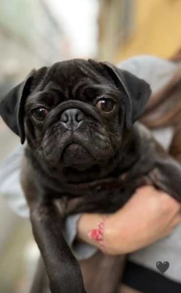 Pug, Köpek  Darcy fotoğrafı