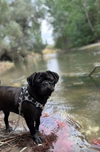 Pug, Köpek  Darcy fotoğrafı