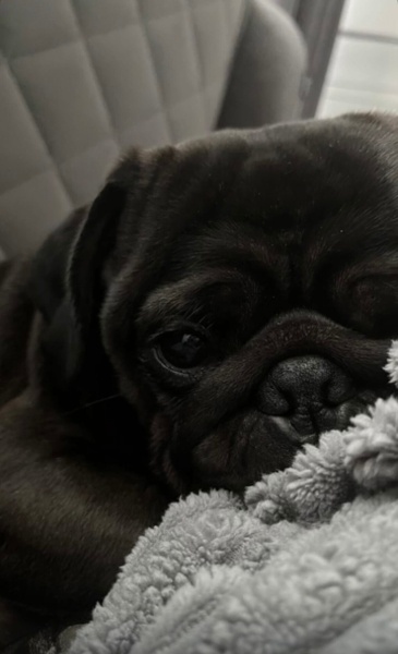 Pug, Köpek  Darcy fotoğrafı