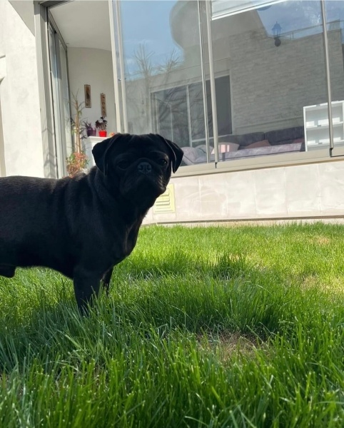 Pug, Köpek  Darcy fotoğrafı