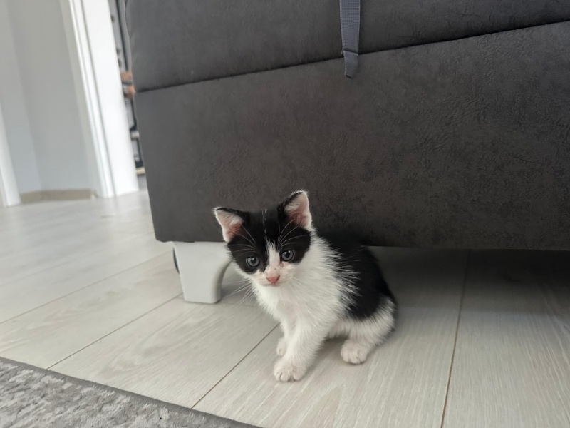 Tekir Kedi, Kedi  Yaşar fotoğrafı