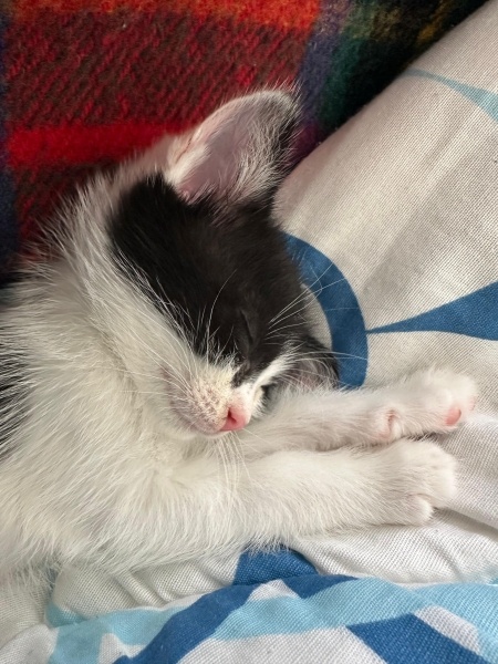 Tekir Kedi, Kedi  Yaşar fotoğrafı