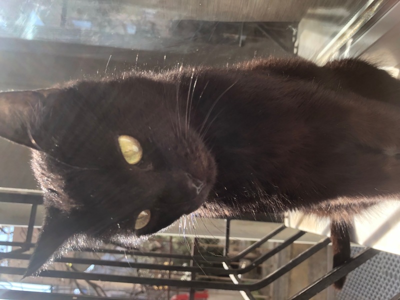 Bombay, Kedi  Zeytin fotoğrafı