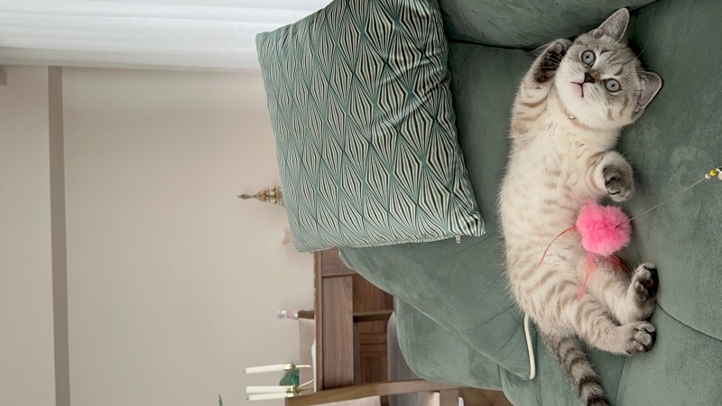 British Shorthair, Kedi  Behlül fotoğrafı