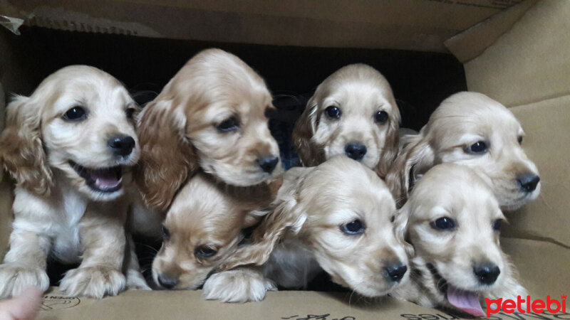 Amerikan Cocker Spaniel, Köpek  Pati fotoğrafı