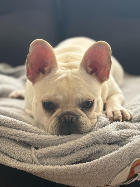 Fransız Bulldog, Köpek  Hera fotoğrafı