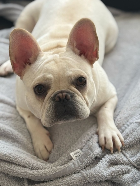 Fransız Bulldog, Köpek  Hera fotoğrafı