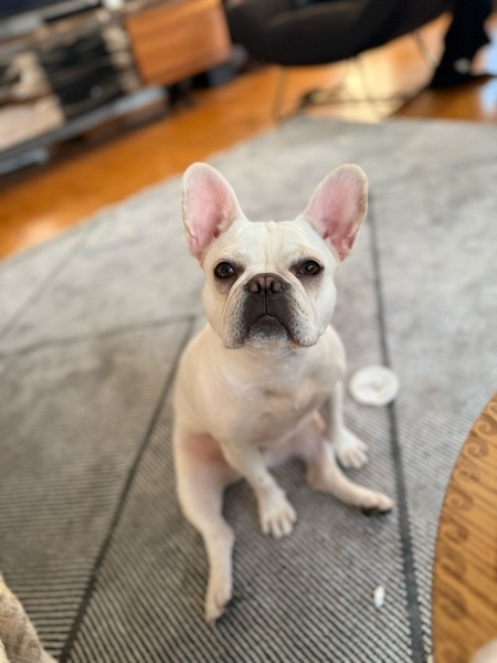 Fransız Bulldog, Köpek  Hera fotoğrafı