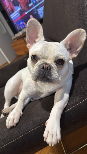 Fransız Bulldog, Köpek  Hera fotoğrafı