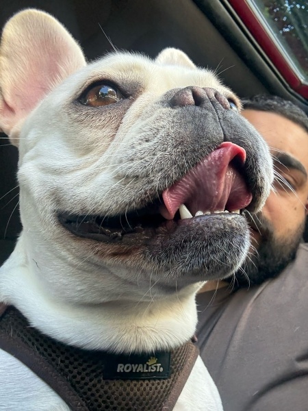 Fransız Bulldog, Köpek  Hera fotoğrafı