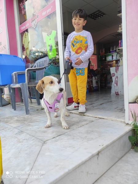 Dachshund (Sosis), Köpek  Rose fotoğrafı