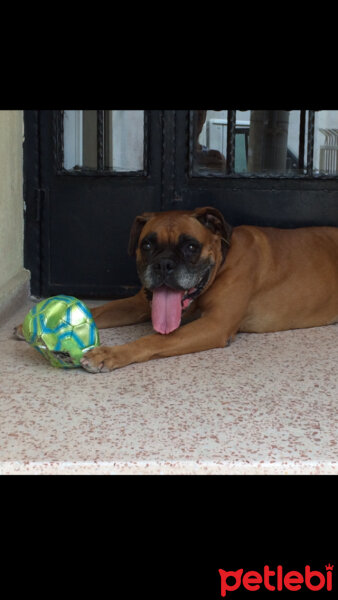 Boxer, Köpek  Bonie  fotoğrafı