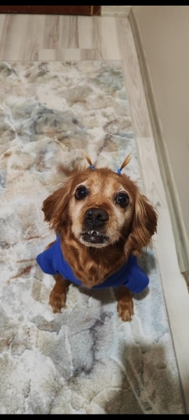 Amerikan Cocker Spaniel, Köpek  Lina fotoğrafı