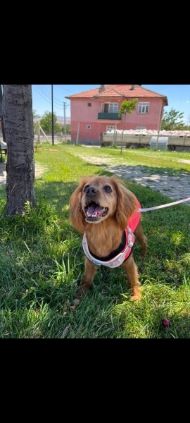 Amerikan Cocker Spaniel, Köpek  Lina fotoğrafı