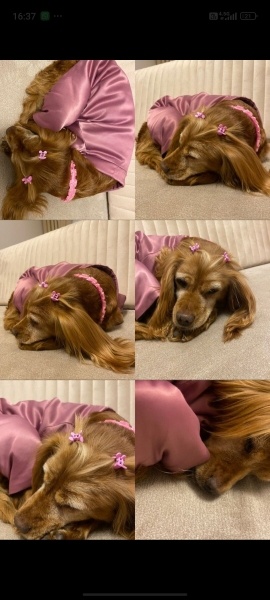 Amerikan Cocker Spaniel, Köpek  Lina fotoğrafı