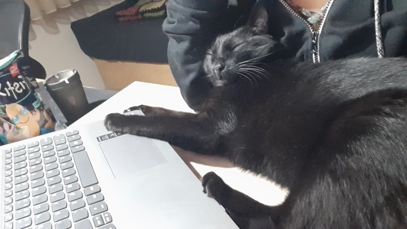 Tekir Kedi, Kedi  Coco fotoğrafı