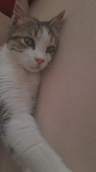Tekir Kedi, Kedi  Mazlum fotoğrafı