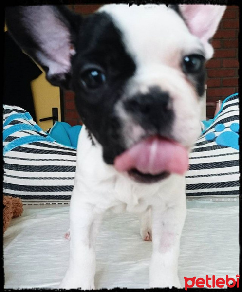 Fransız Bulldog, Köpek  pixel fotoğrafı