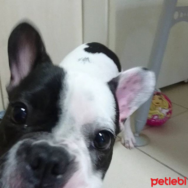 Fransız Bulldog, Köpek  pixel fotoğrafı