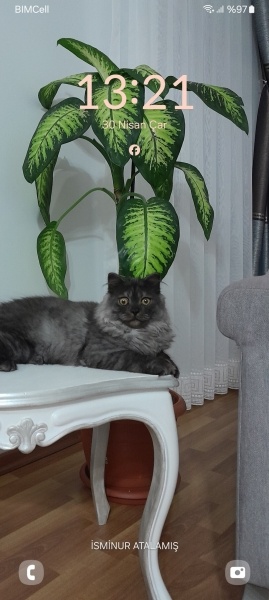 İran Kedisi (Persian), Kedi  Mars fotoğrafı