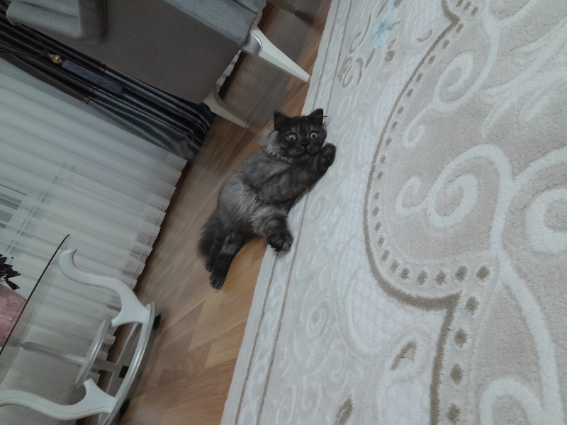 İran Kedisi (Persian), Kedi  Mars fotoğrafı