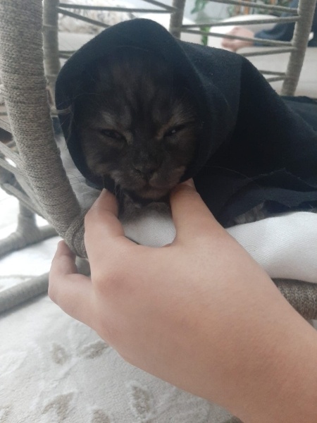 İran Kedisi (Persian), Kedi  Mars fotoğrafı