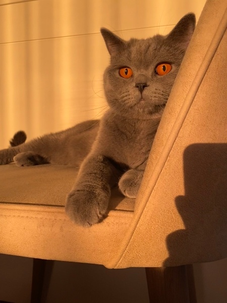 British Shorthair, Kedi  Felix fotoğrafı