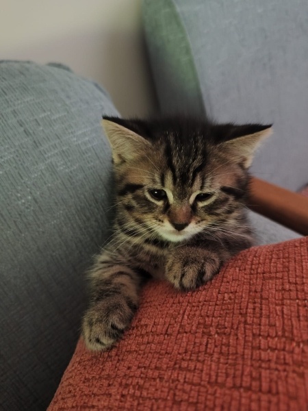 Tekir Kedi, Kedi  şirin fotoğrafı