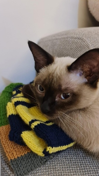 Siyam Kedisi, Kedi  dobby fotoğrafı