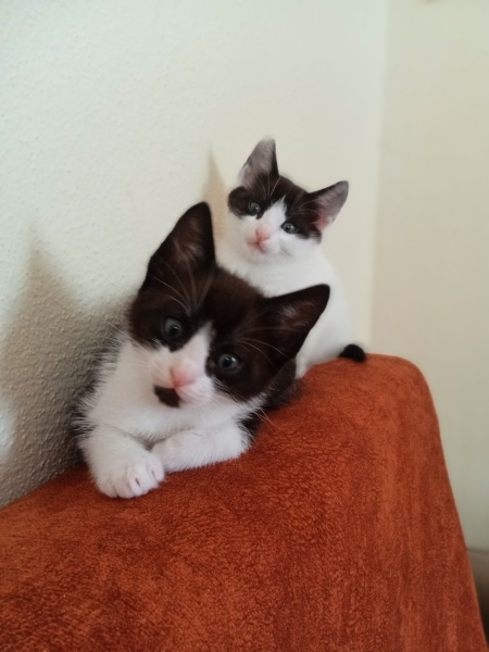 Tekir Kedi, Kedi  Karabatak fotoğrafı