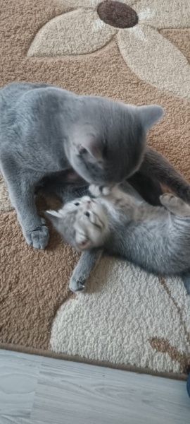 British Shorthair, Kedi  sinem fotoğrafı