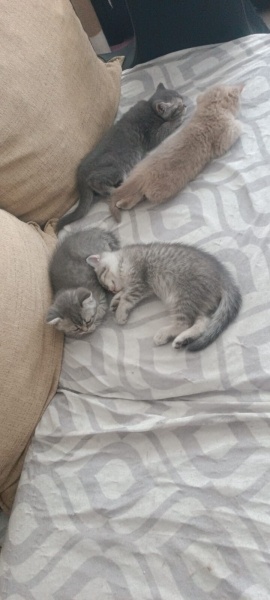 British Shorthair, Kedi  sinem fotoğrafı