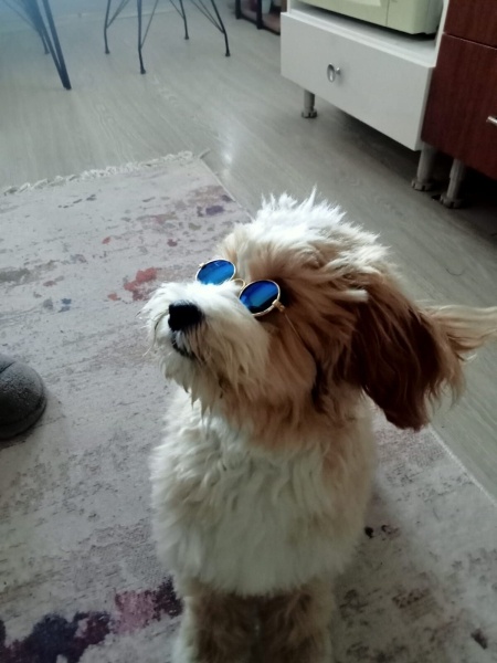 Maltese, Köpek  THEO fotoğrafı