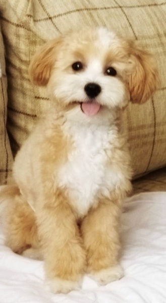 Maltese, Köpek  THEO fotoğrafı