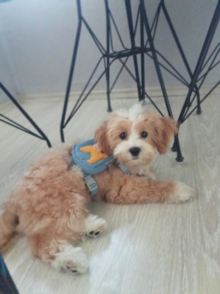 Maltese, Köpek  THEO fotoğrafı