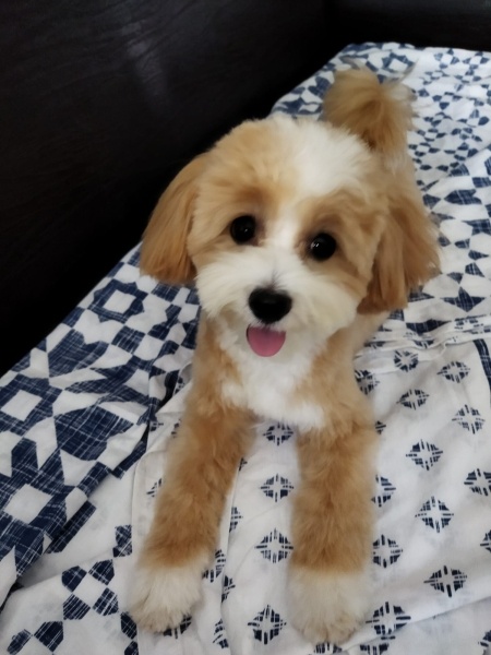 Maltese, Köpek  THEO fotoğrafı