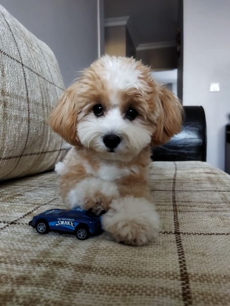 Maltese, Köpek  THEO fotoğrafı